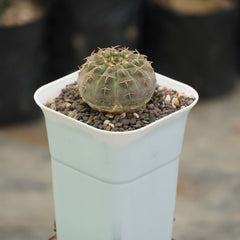Gymnocalycium ochoterene G62_cactus_plant