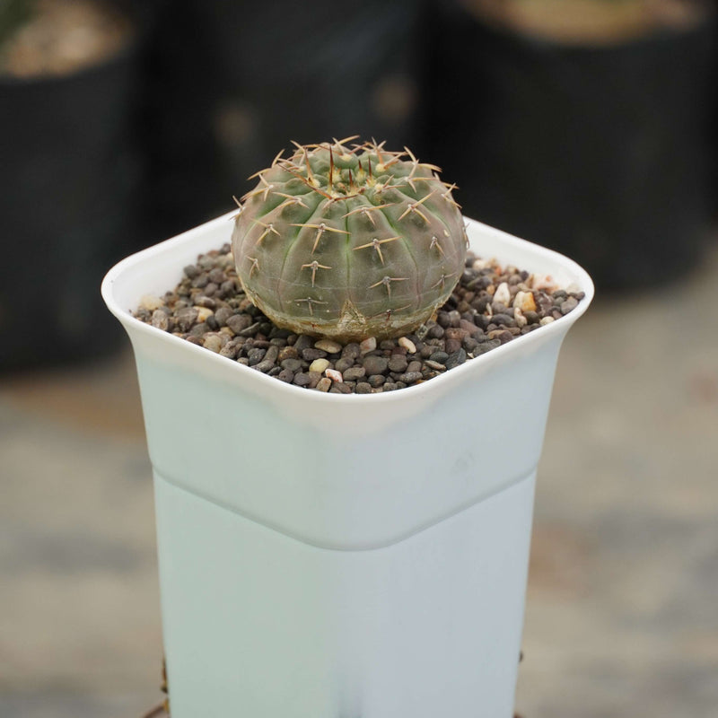 Gymnocalycium ochoterene G62_cactus_plant