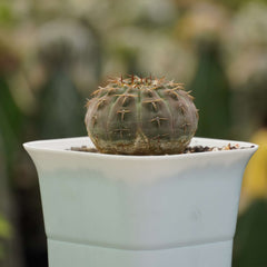 Gymnocalycium ochoterene G62_cactus_plant