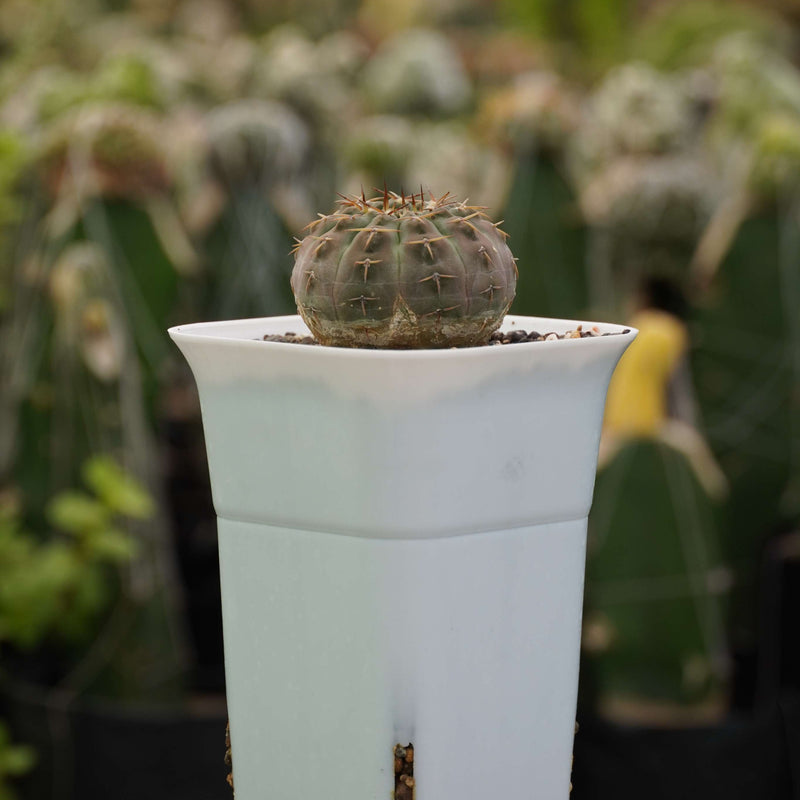 Gymnocalycium ochoterene G62_cactus_plant