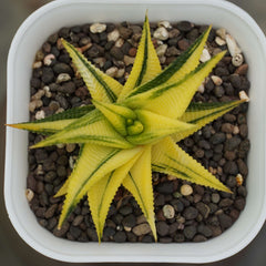 haworthia limifolia variegated