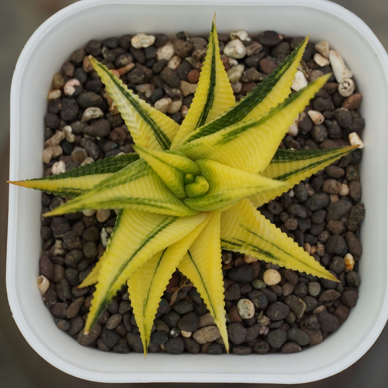 haworthia limifolia variegated