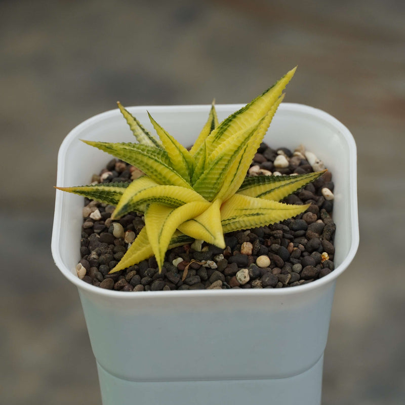 haworthia limifolia variegated