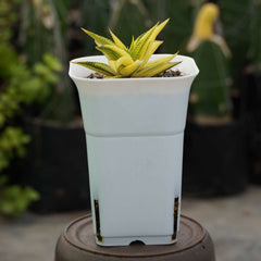 haworthia limifolia variegated_cactus_plant