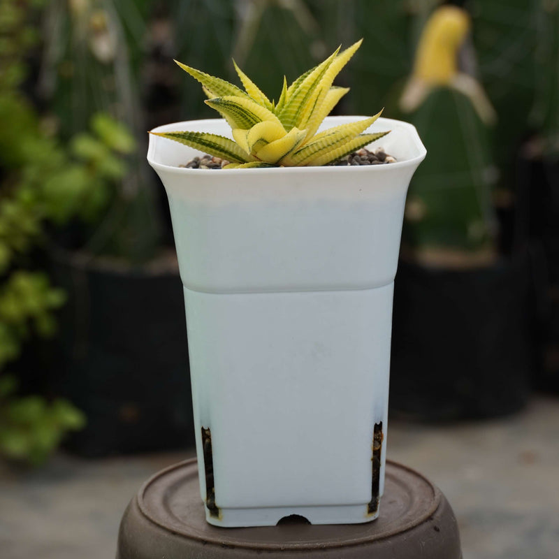 haworthia limifolia variegated_cactus_plant