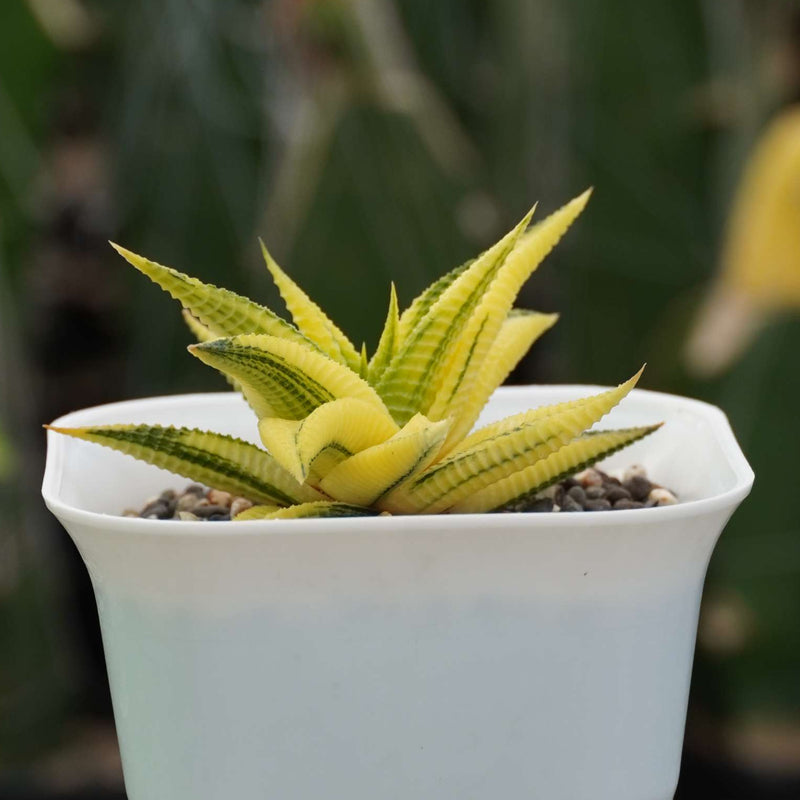 haworthia limifolia variegated