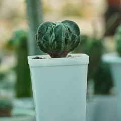 Astrophytum myriostigma cv fukuryu_cactus_plant