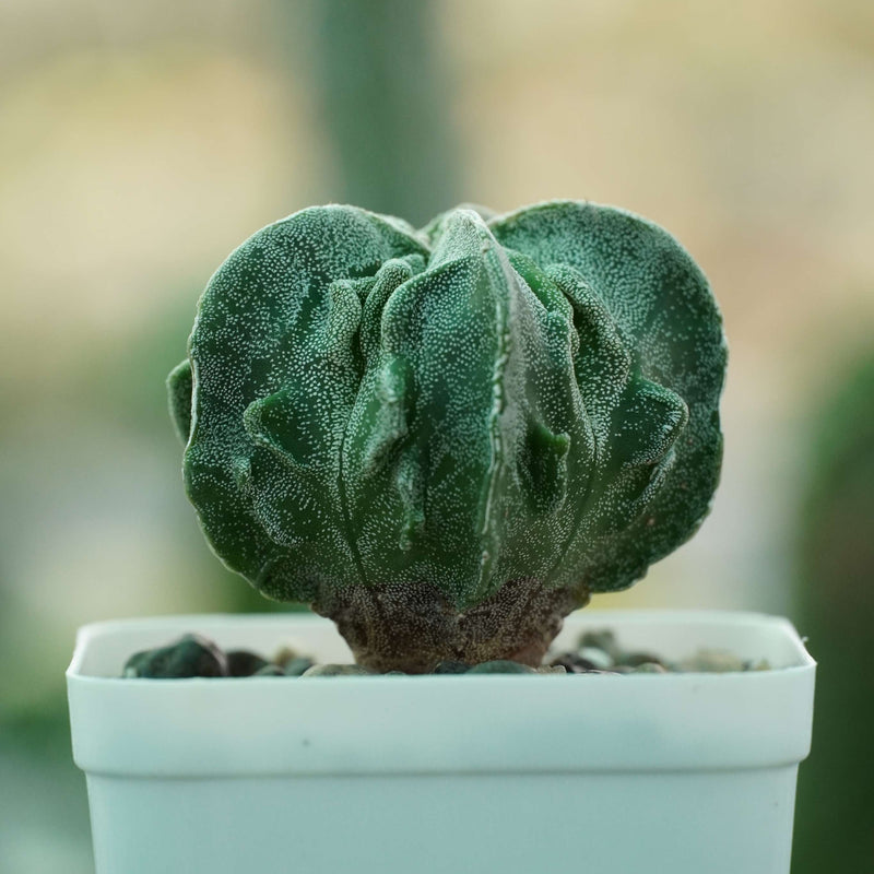Astrophytum myriostigma cv fukuryu_cactus_plant
