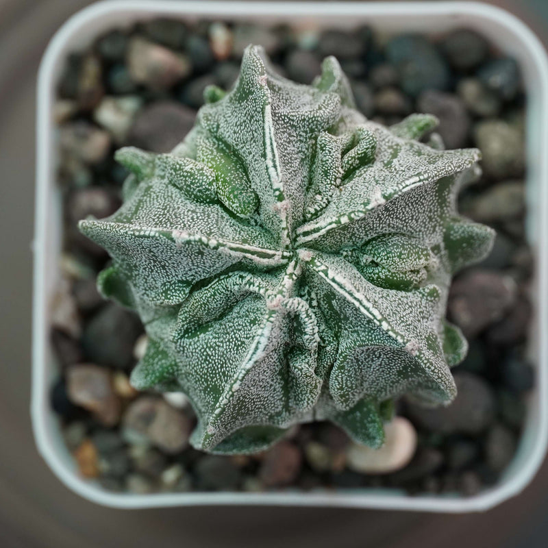 Astrophytum myriostigma cv fukuryu_cactus_plant