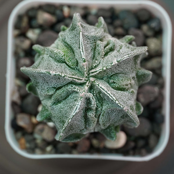 Astrophytum myriostigma cv fukuryu_cactus_plant
