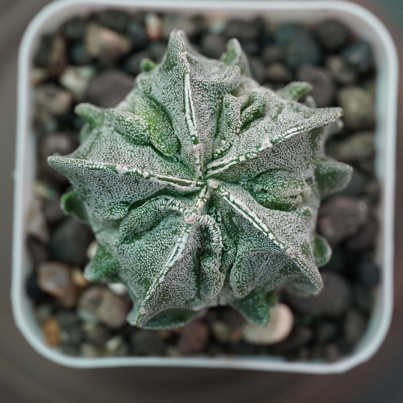 Astrophytum myriostigma cv fukuryu_cactus_plant
