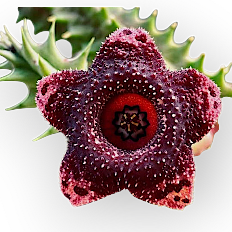 Stapelia variegated_succulent_button cactus