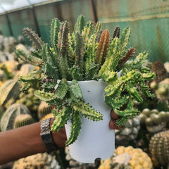 Stapelia variegated_succulent_button cactus