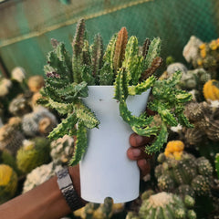 Stapelia variegated_succulent_button cactus