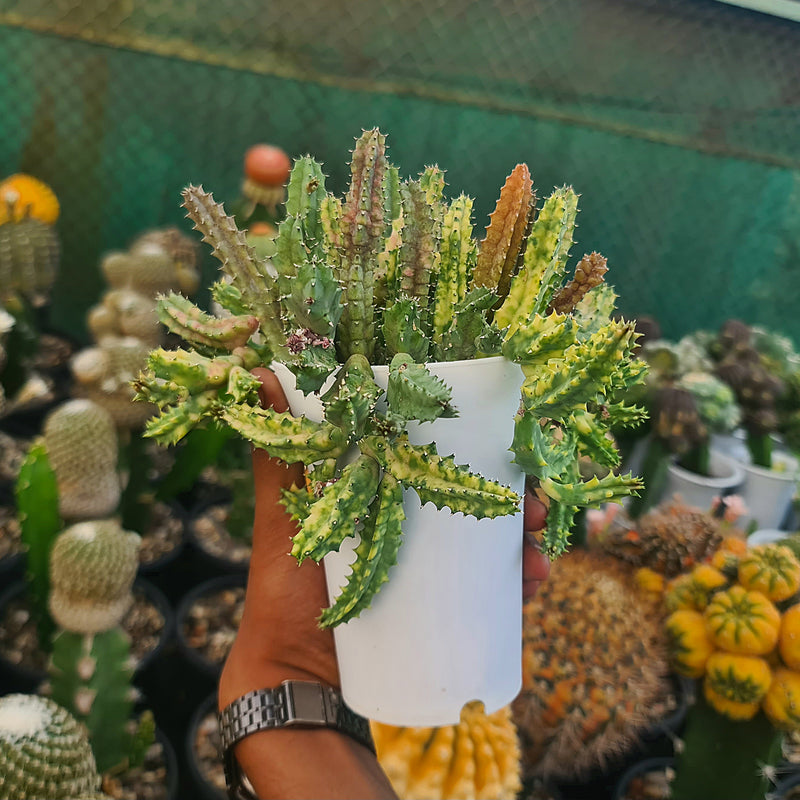 Stapelia variegated_succulent_button cactus