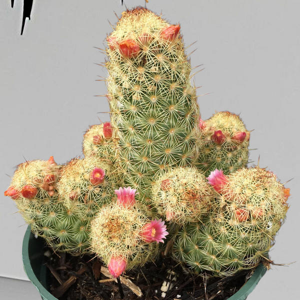 Mammillaria elongata