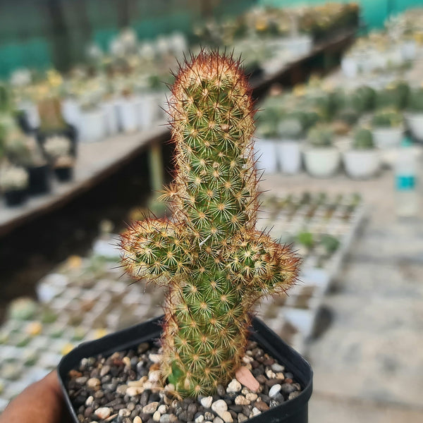 Mammillaria elongata