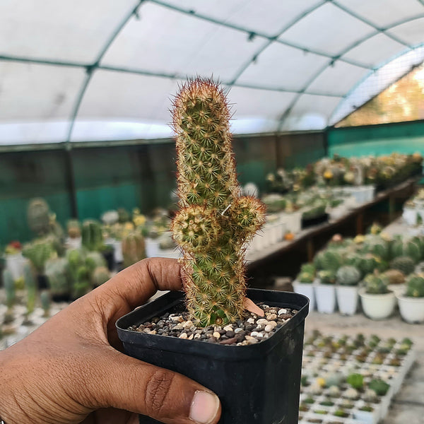 Mammillaria elongata