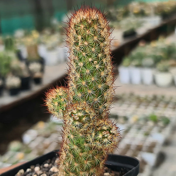 Mammillaria elongata