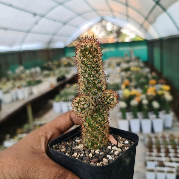 Mammillaria elongata