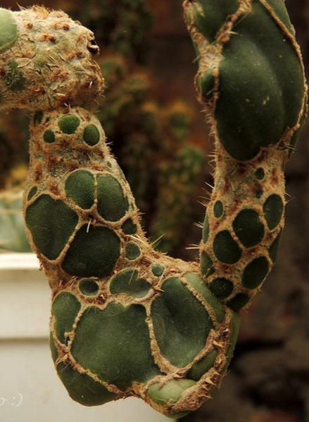 Opuntia reticulata cobra