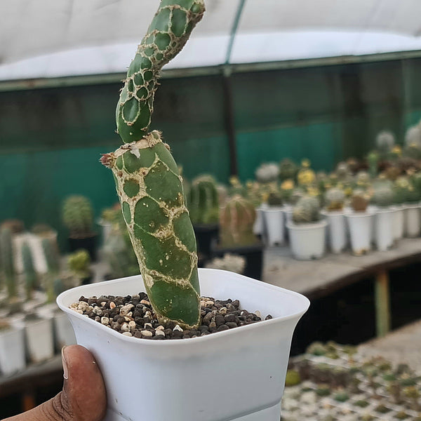 Opuntia reticulata cobra