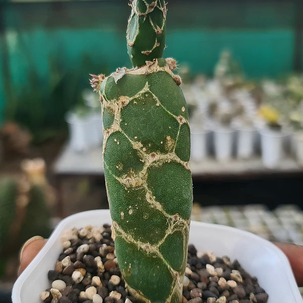 Opuntia reticulata cobra