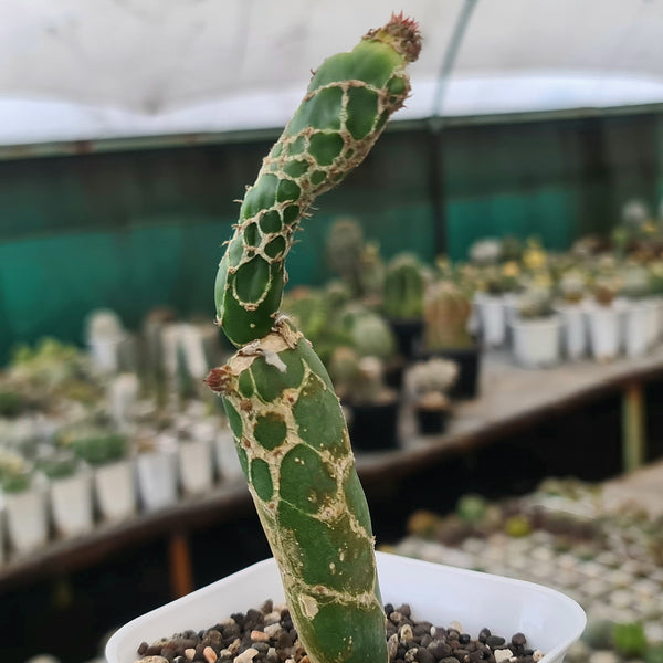 Opuntia reticulata cobra