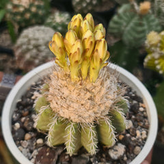 Discocactus super horstti DS.7771 7_INCHS_RAND_N_POT Without~Pot