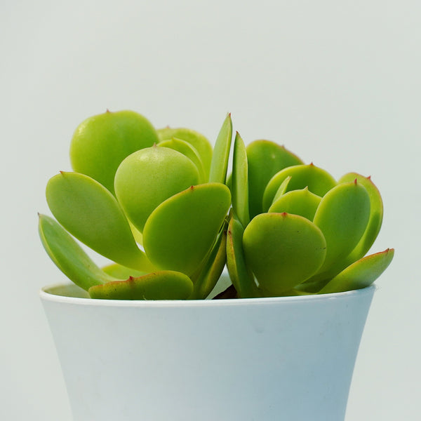 Echeveria green spoon_succulent
