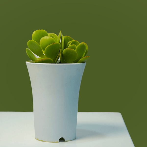 Echeveria green spoon_succulent
