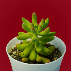 Echiveria Sedum corynephyllum_succulent