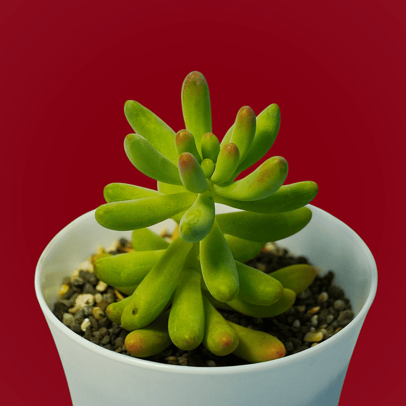 Echiveria Sedum corynephyllum_succulent