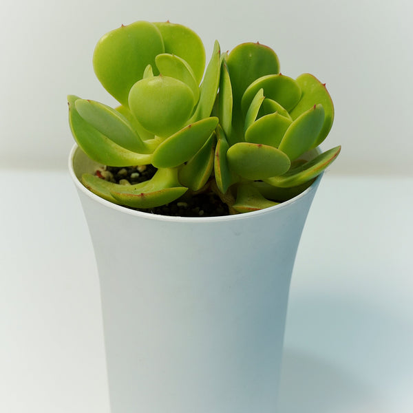 Echeveria green spoon_succulent