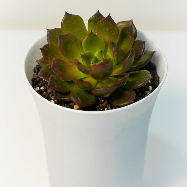 Echeveria elegans red verigated_succulent