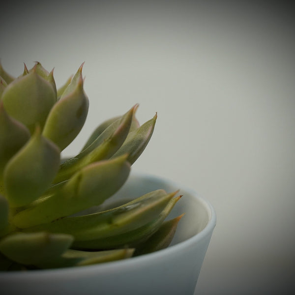 Echeveria elegans_succulent