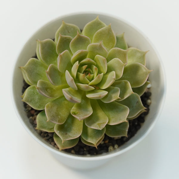 Echeveria elegans_succulent