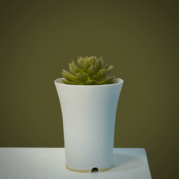 Echeveria elegans_succulent