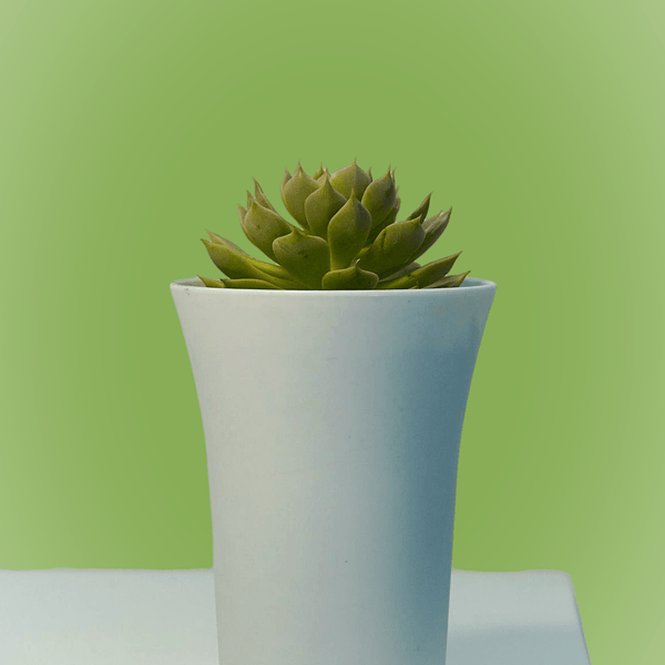 Echeveria elegans_succulent