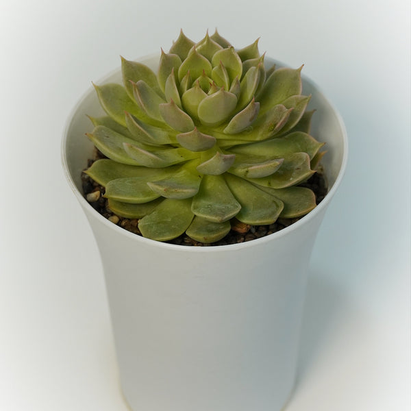 Echeveria elegans_succulent