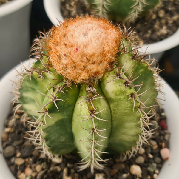 Melocactus matanzanus variegated 6_INCH_POT_DIAMITAR WITHOUT_POT