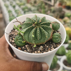 Euphorbia meloformis E35
