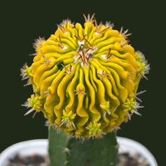 Echinofossulocactus variegated- brain Cactus variegated- stenocereus multicostatusÂ variegated 6_INCHS_N_SQUARE_POT WITHOUT_POT
