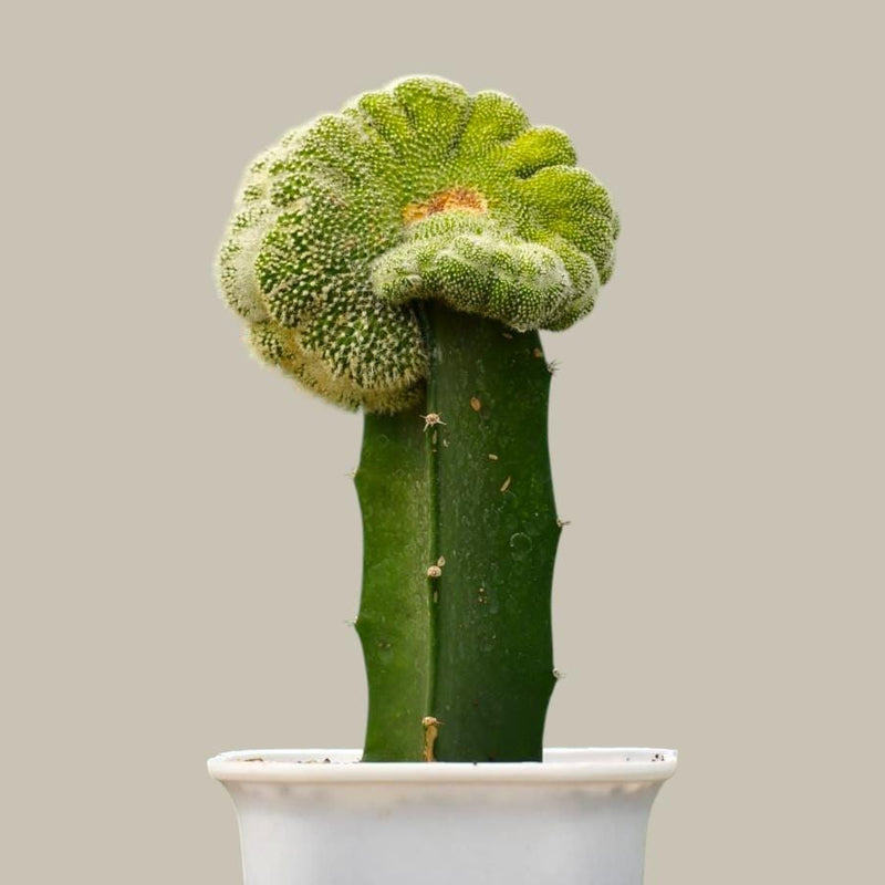 Notocactus scopa cristata 6_INCHS_N_SQUARE_POT WITHOUT_POT