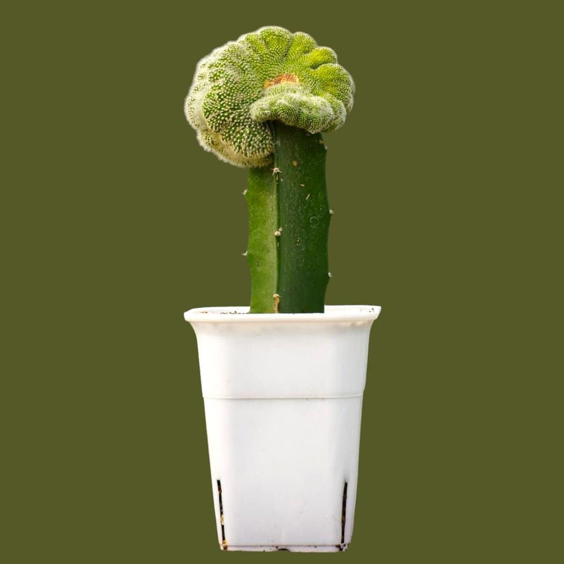 Notocactus scopa cristata