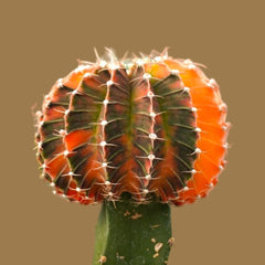 Gymnocalycium cv LB2178 HYBRID 6_INCHS_N_SQUARE_POT WITHOUT_POT