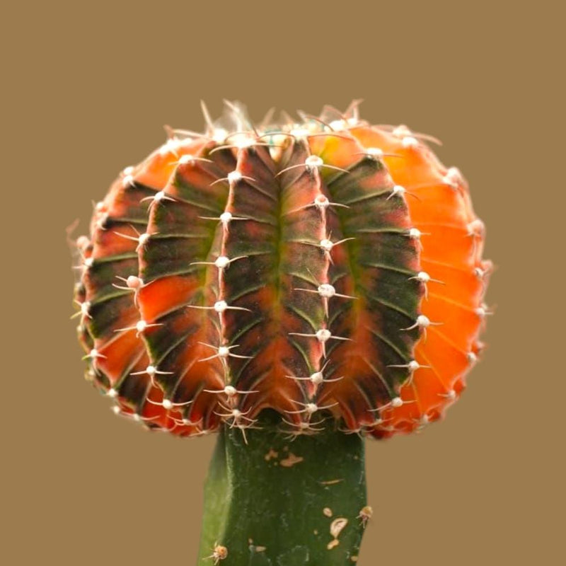 Gymnocalycium cv LB2178 HYBRID 6_INCHS_N_SQUARE_POT WITHOUT_POT