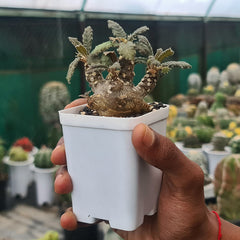 Dorstenia foetida Dorf