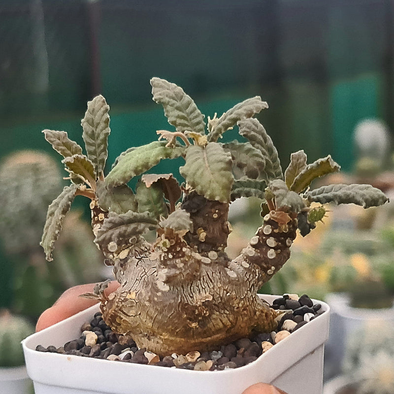 Dorstenia foetida Dorf