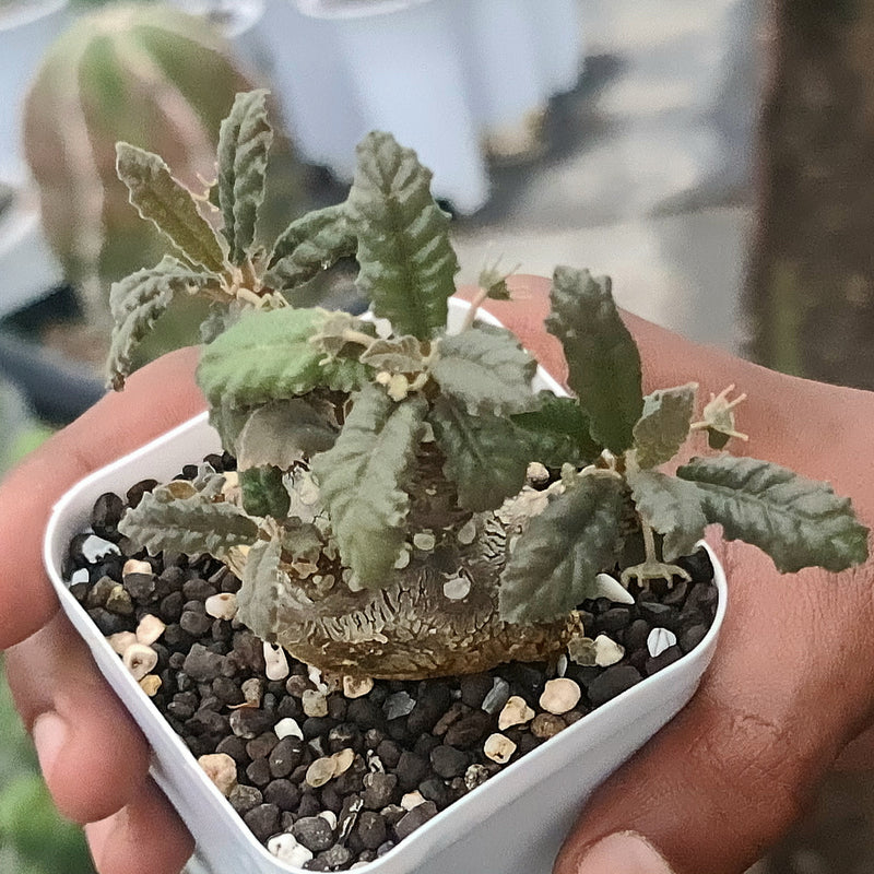 Dorstenia foetida Dorf